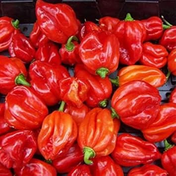 Scotch Bonnet Seeds for Planting, 100 pcs